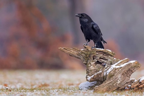 Northern Raven (Corvus corax), Saxony-Anhalt, Germany