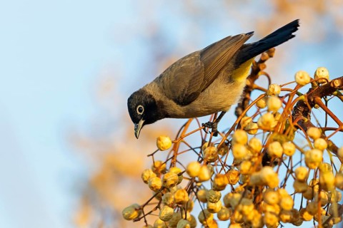 Gelbsteißbülbül, Yellow-vented Bulbul, White-eyed Bulbul, White-spectacled Bulbul, Pycnonotus