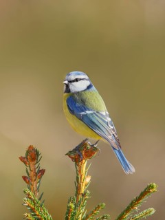 Blue tit (Parus caeruleus) sitting on a spruce top, Wildlife, Animals, Birds, Tit, Siegerland,