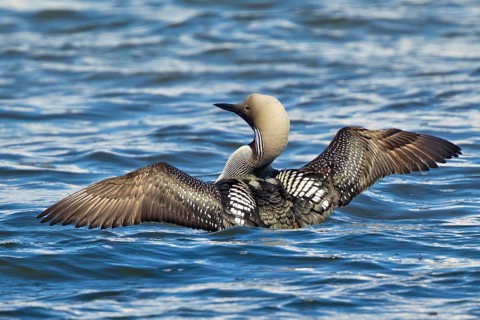 Black-throated Loon (Gavia arctica), Lake Hovsgol, Mongolia