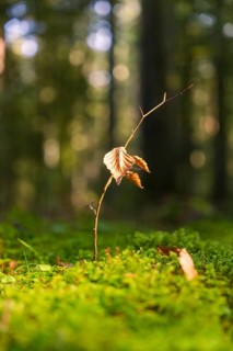 A small young plant with brown leaves from mossy soil, district of Calw, Black Forest, Germany