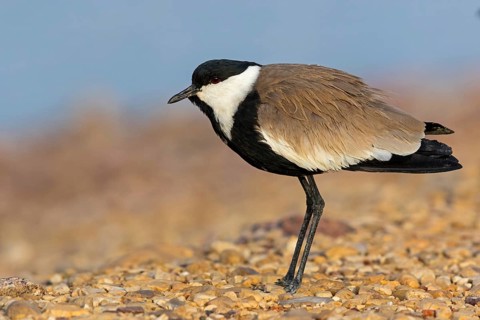 Spur-winged Lapwing, Hoplopterus spinosus, Vanellus spinosus, Israel