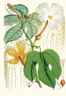 Hodgsonia heteroclita, Chinese lard seed, perennial climbing plant (liana) from the gourd family