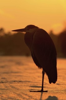 Grey Heron (Ardea cinerea), Berlin, Germany
