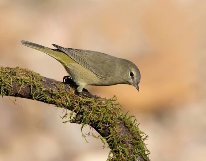 Orange-crowned Warbler, Oreothlypis celata, perched in the fall, in Saskatoon, Saskatchewan, Canada