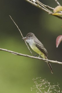 Short-crested Flycatcher (Myiarchus ferox), Ecuador