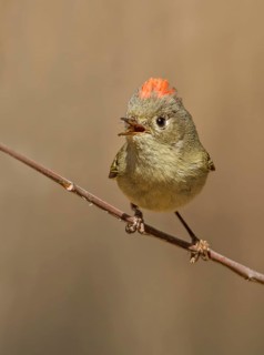 A Ruby-crowned Kinglet, Regulus calendula, singing, on a red osier branch in Saskatoon,