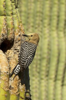 Gila Woodpecker Melanerpes uropygialis Tucson, Pima County, Arizona, United States 11 May Adult