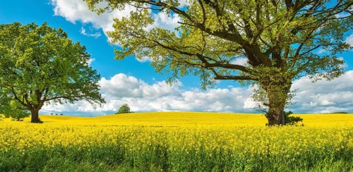 Solitary oaks in blooming rapeseed field under blue sky with cumulus clouds, Burgenlandkreis,