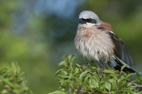 Red-backed Shrike (Lanius collurio) male, Thuringia, Germany
