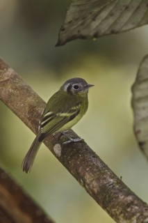 Marble-faced Bristle Tyrant (Pogonotriccus ophthalmicus), Ecuador