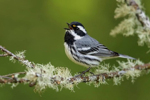 Black-throated Gray Warbler (Dendroica nigrescens) perched on a branch in British Colombia, Canada