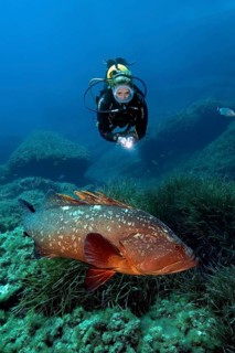 Diver observes dusky grouper (Epinephelus marginatus) at close range, Mediterranean Sea, Cabrera