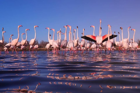 A vivid scene capturing pink flamingos engaged in a nuptial display at sunset in the wetlands of