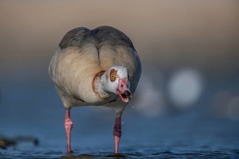Egyptian Goose (Alopochen aegyptiaca), Schleswig-Holstein, Germany