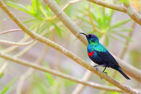 Glossy Sunbird, Perching Warbler, (Nectarinia habessinica), Middle East, Oman, Ayn Razat, Salalah,