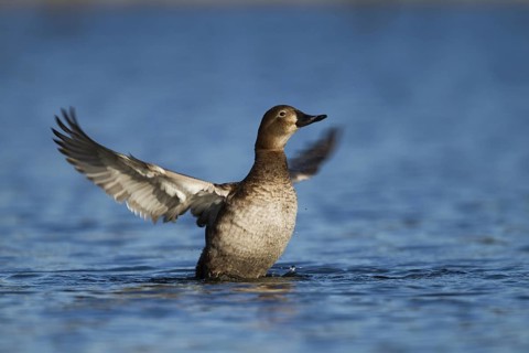 Common Pochard (Aythya ferina) female, Bavaria, Germany