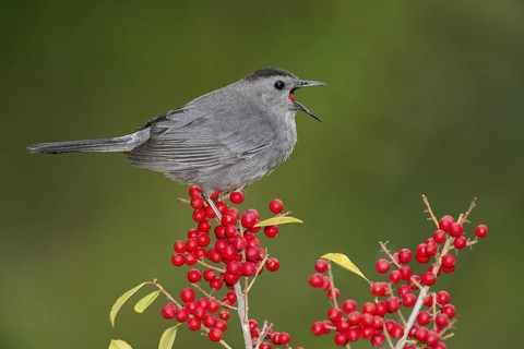 Grey Catbird (Dumetella carolinensis) feeding on red berries, Texas, USA