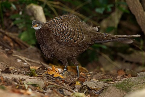 Grey Peacock-Pheasant (Polyplectron bicalcaratum) male, Mae Wong, Thailand