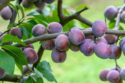 Plum (Prunus domestica 'Anna Späth'), Merkel family, Germany