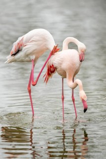 Greater Flamingo (Phoenicopterus roseus) standing in the water, captive, Germany
