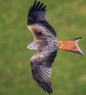 Red Kite (Milvus milvus) flying, Hesse, Germany