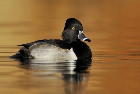Ring-necked Duck Male (Aythya collaris) - Victoria BC, Canada
