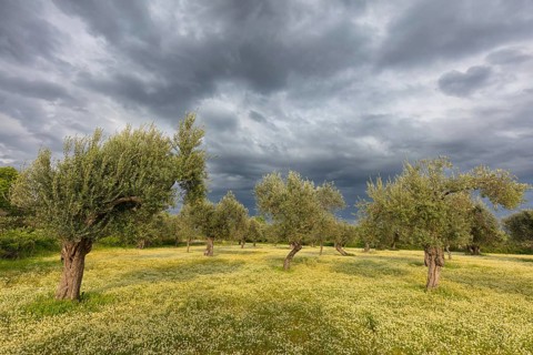 Landscape, Greece, thunderstorm, thunderstorm atmosphere, olive tree, olive grove. Olive, flower