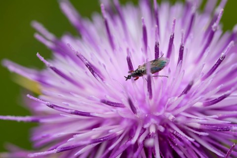 A close up view of a purple silybum marianum flower with a insect resting on its vivid petals. The