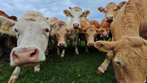 Cows (bos taurus) looking curiously into the camera on a green meadow, Franconian Forest nature