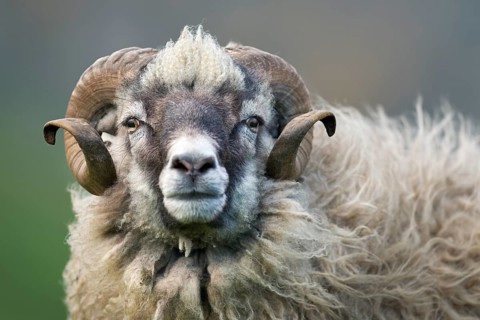 Ram, Mykines, Faroe Islands, Denmark