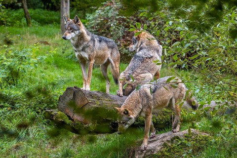 Wolf pack of three Eurasian wolves, European grey wolves (Canis lupus lupus) hunting in forest,