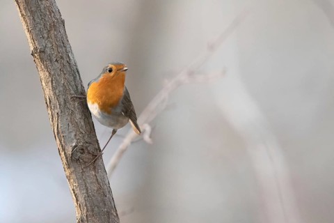 A robin leans against a tree trunk with a bright, blurred background, Germany