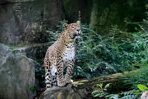 Sri Lanka Leopard (Panthera pardus kotiya), adult, on rocks, alert, Sri Lanka