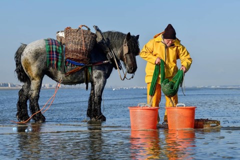 Horse fishermen at work, catching Brown shrimp (Crangon crangon), Koksijde, North Sea coast,