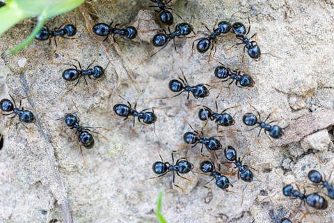 Black garden ants (Lasius niger), Germany