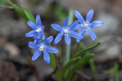 Blue star (Scilla bifolia), Rhineland-Palatinate, Germany