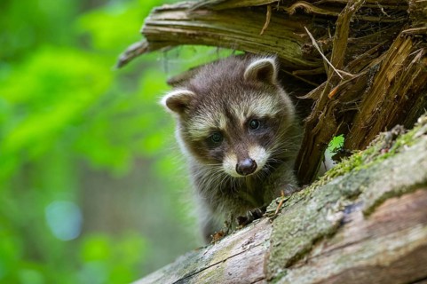 Young raccoon (Procyon lotor) on a discovery tour, Steinhagen, North Rhine-Westphalia, Germany
