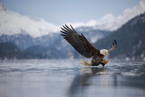 Bald Eagle (Haliaeetus leucocephalus) hunting, Alaska, USA
