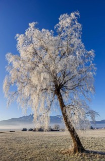 Tree, birch, hoarfrost, fog, sunny, mountain landscape, winter, Loisach-Lake Kochel moor, view of