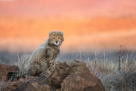 Cheetah (Acinonyx jubatus) lovely and cute cub close-up, Philippolis, South Africa