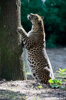 Sri Lanka Leopard (Panthera pardus kotiya), adult, tree trunk, sharpening claws, Sri Lanka