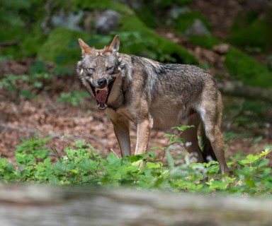 Wolf (Canis lupus) standing in the forest in a clearing and yawning, teeth visible, Germany