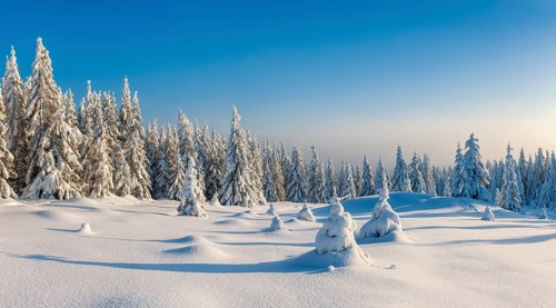Snow-covered winter landscape, snow-covered spruces in the evening light, Harz National Park,