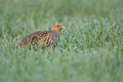 Grey Partridge (Perdix perdix) perched in field, North Rhine-Westphalia, Germany