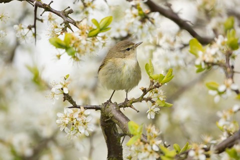 Common Chiffchaff (Phylloscopus collybita) perched on flowering Blackthorn (Prunus spinosa),