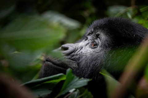 Mountain gorilla (Gorilla berengei berengei), Bwindi Impenetrable National Park, Uganda