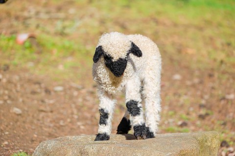 A Valais Blacknose sheep lamb (Avis Aries) stands on a pasture on hilly ground