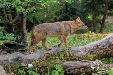 A golden jackal (Canis aureus) stands on a rotting tree lying on the ground between bushes and