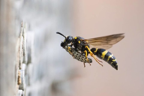 Large stem wasp (Symmorphus murarius), flying, transporting a leaf beetle larva (Chrysomelidae)